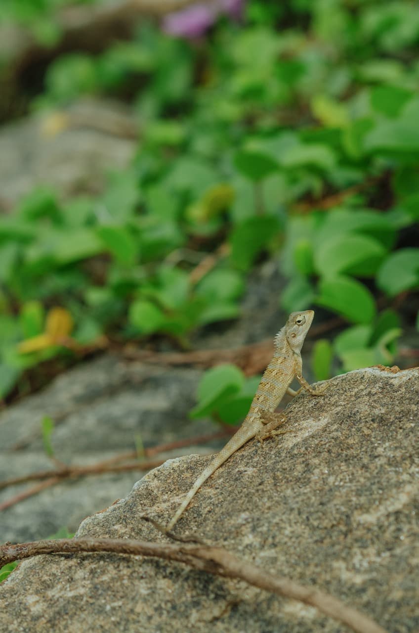 Превью Sri Lanka 2022